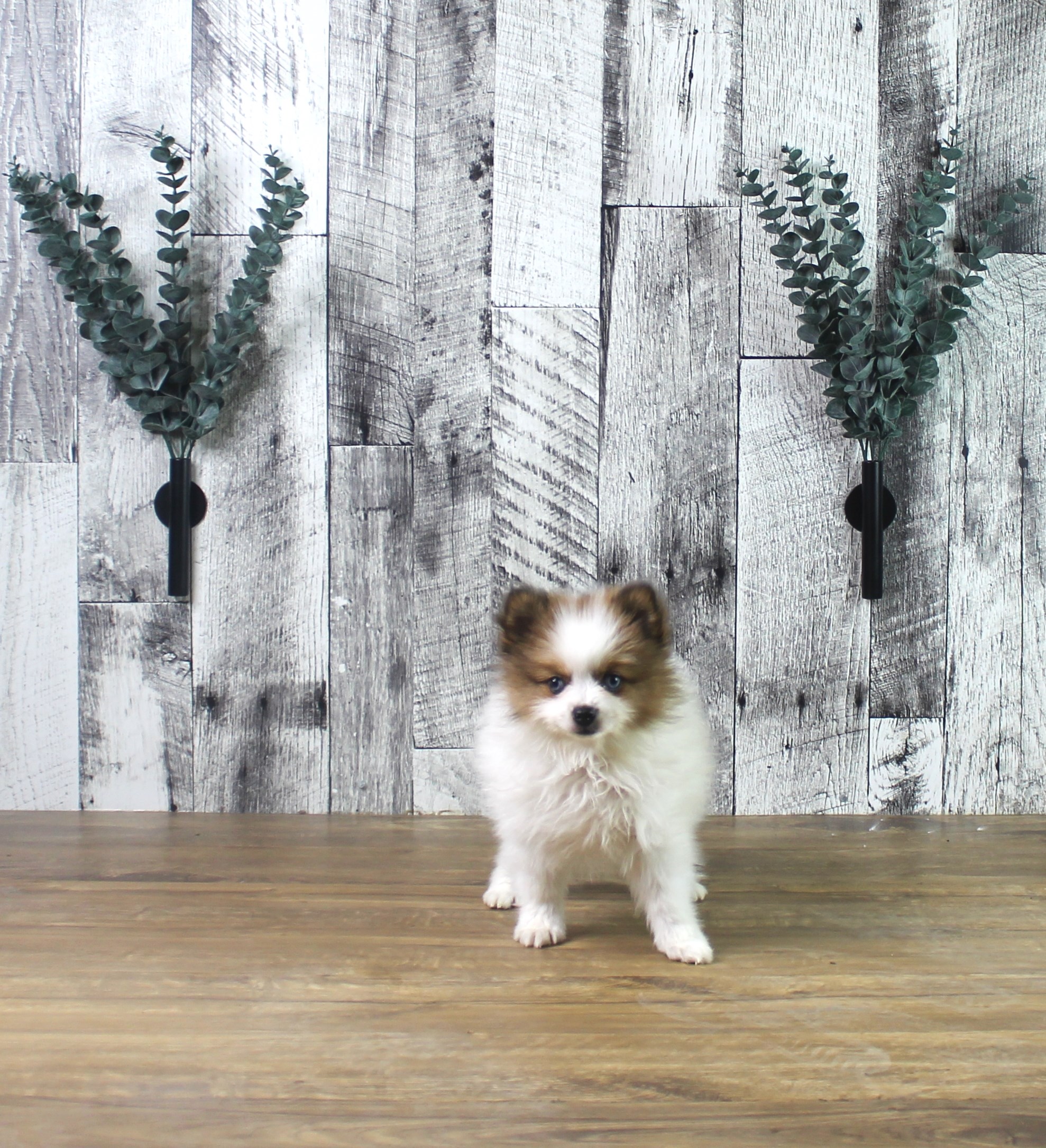 Pomeranian