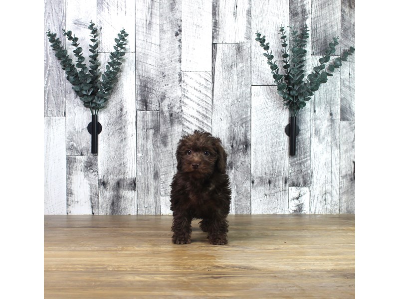 Schnoodle – Rhonda Cummings