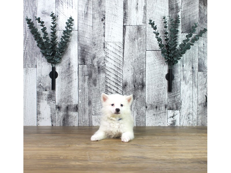 American Eskimo Dog