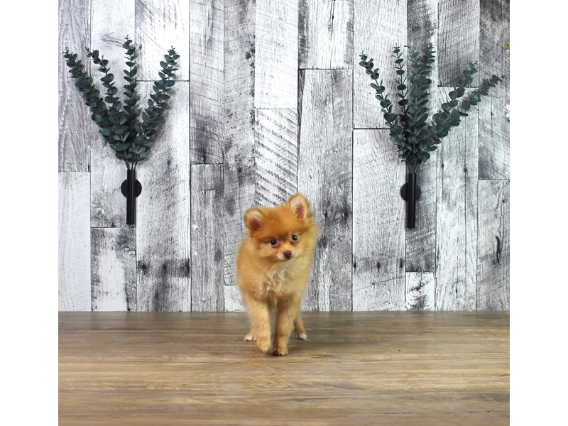 Pomeranian