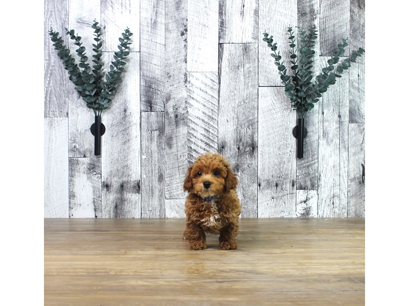 Poodle