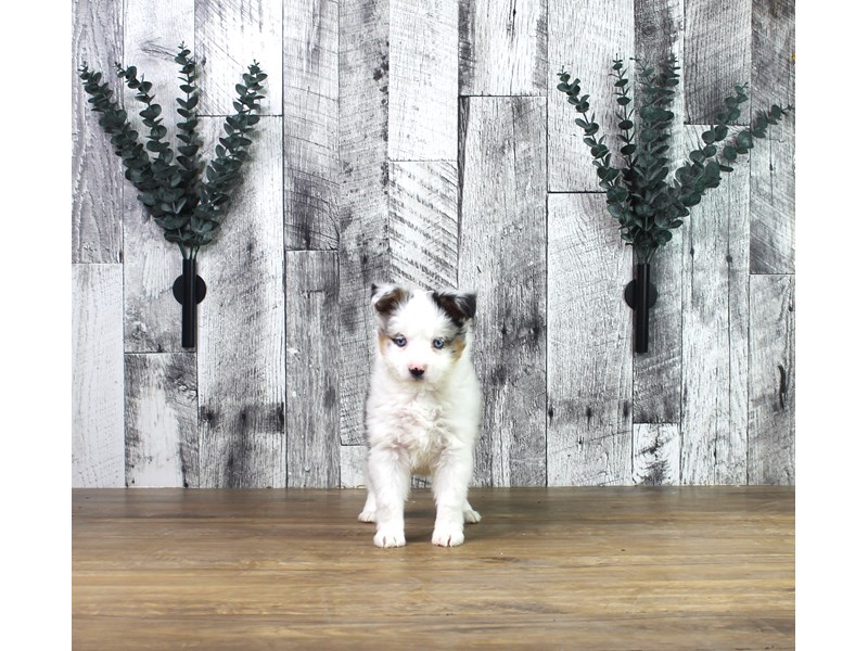 Miniature Australian Shepherd – Koa