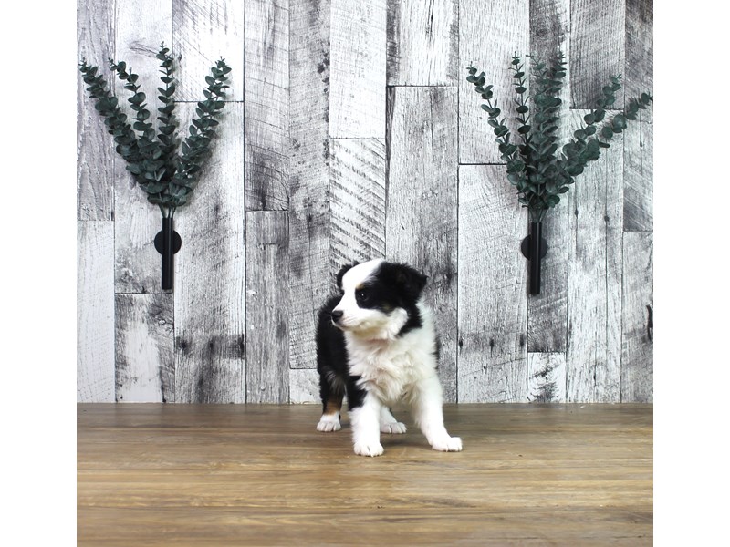 Miniature Australian Shepherd