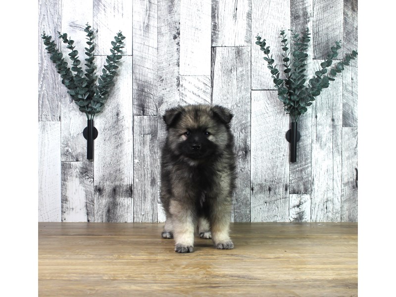Keeshond – Kane