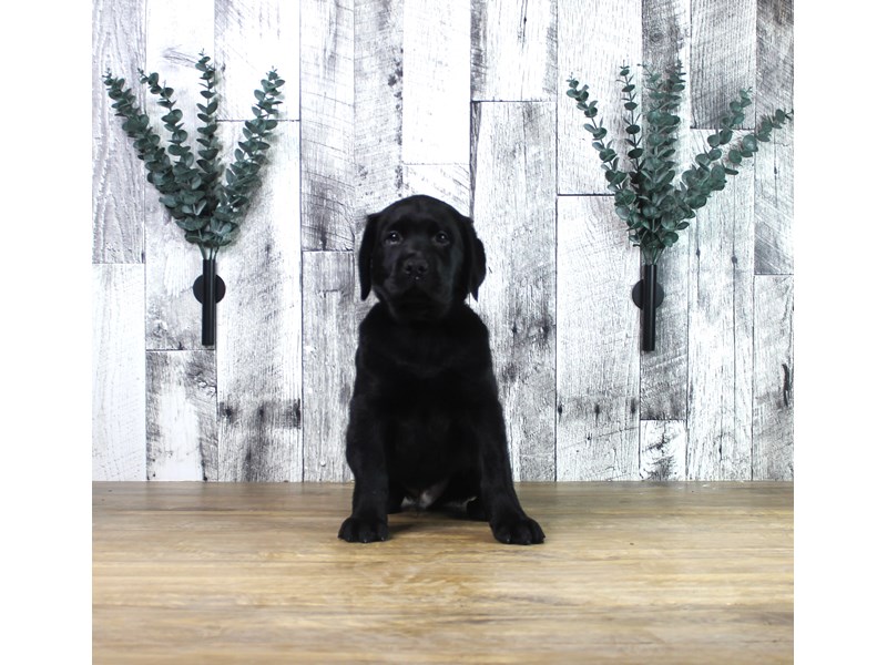 Labrador Retriever
