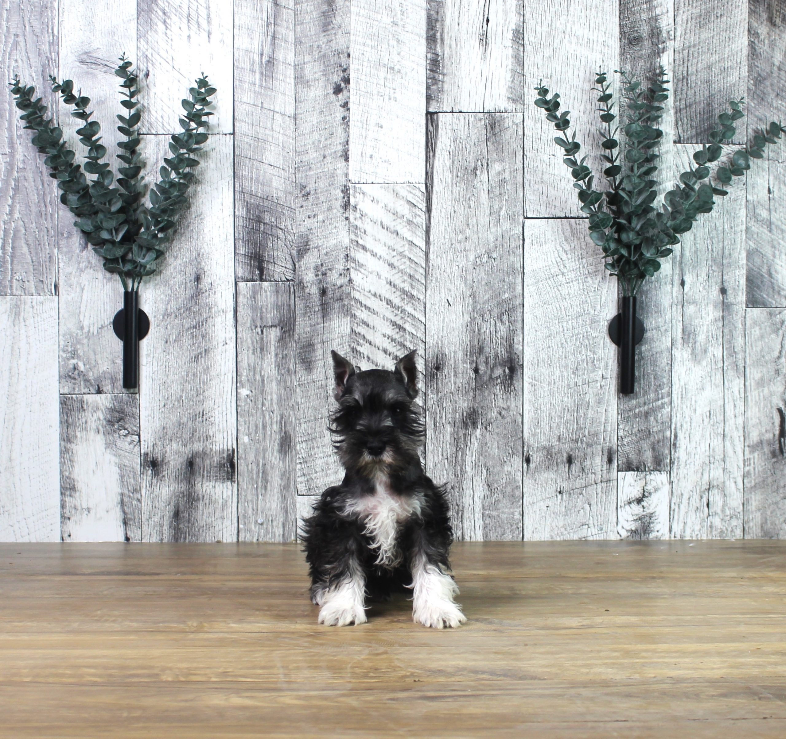 Miniature Schnauzer