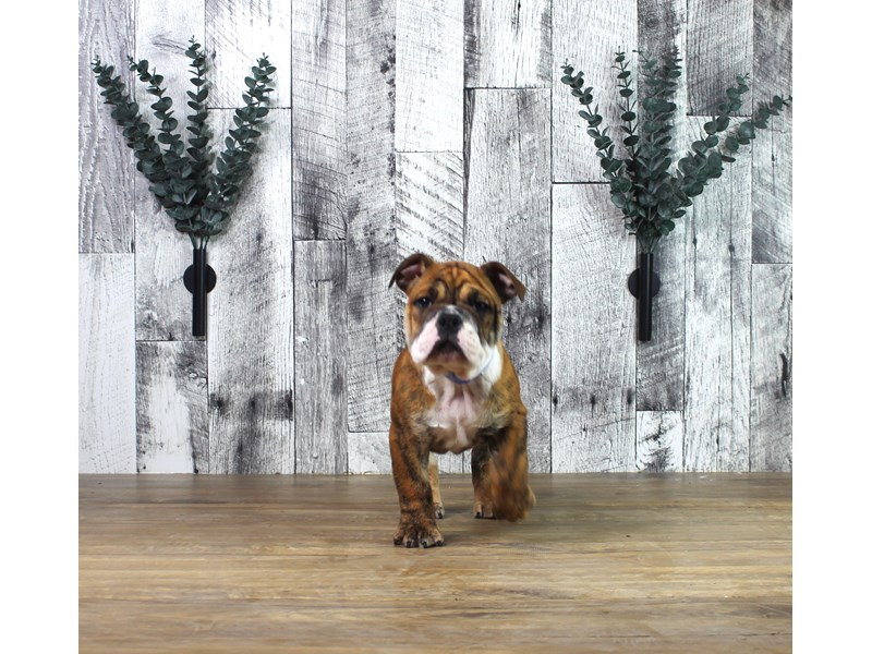 English Bulldog
