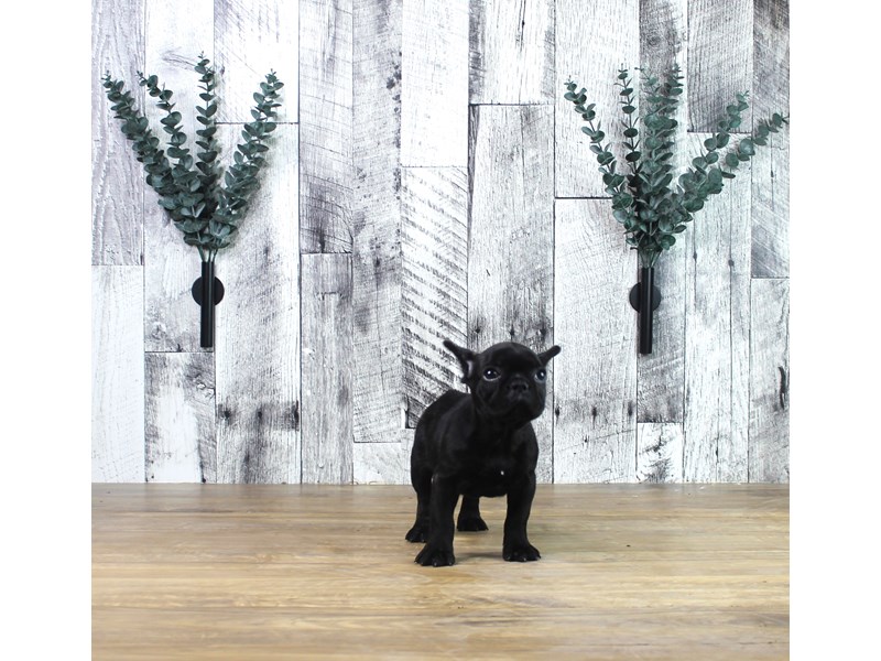 French Bulldog