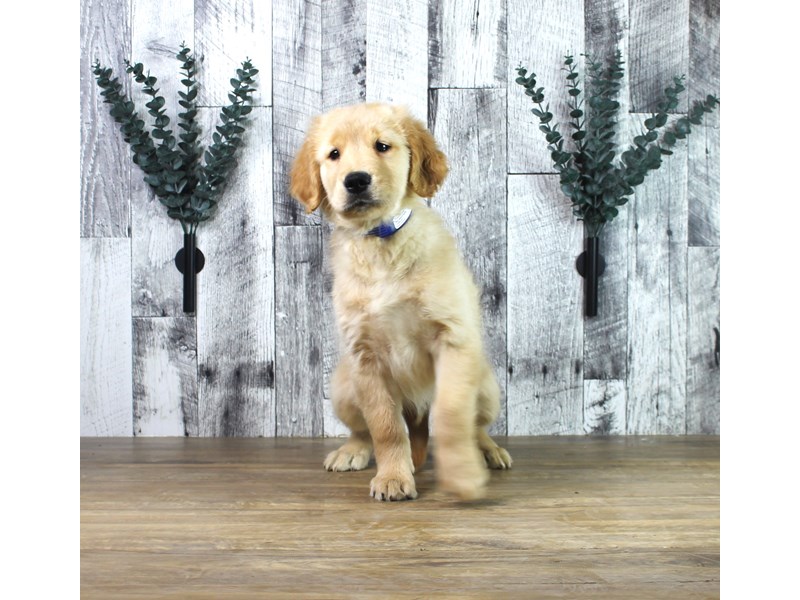 Golden Retriever