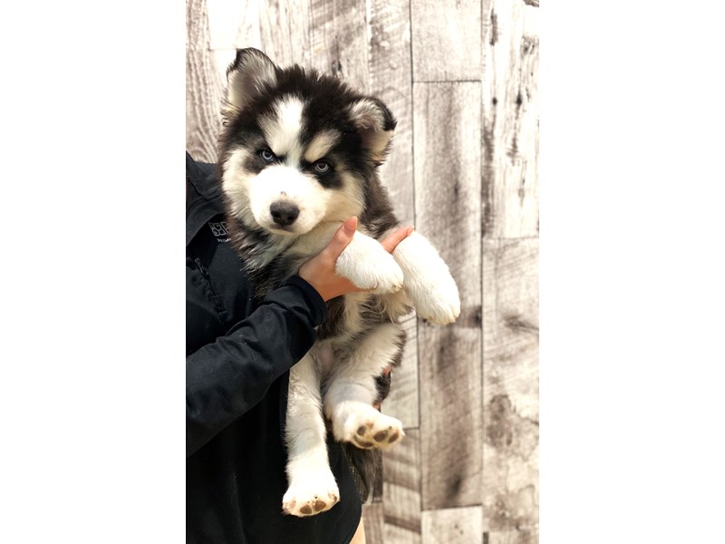Siberian Husky