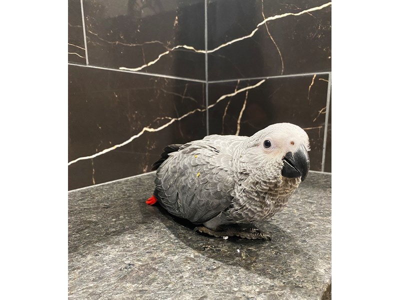 Congo African Grey
