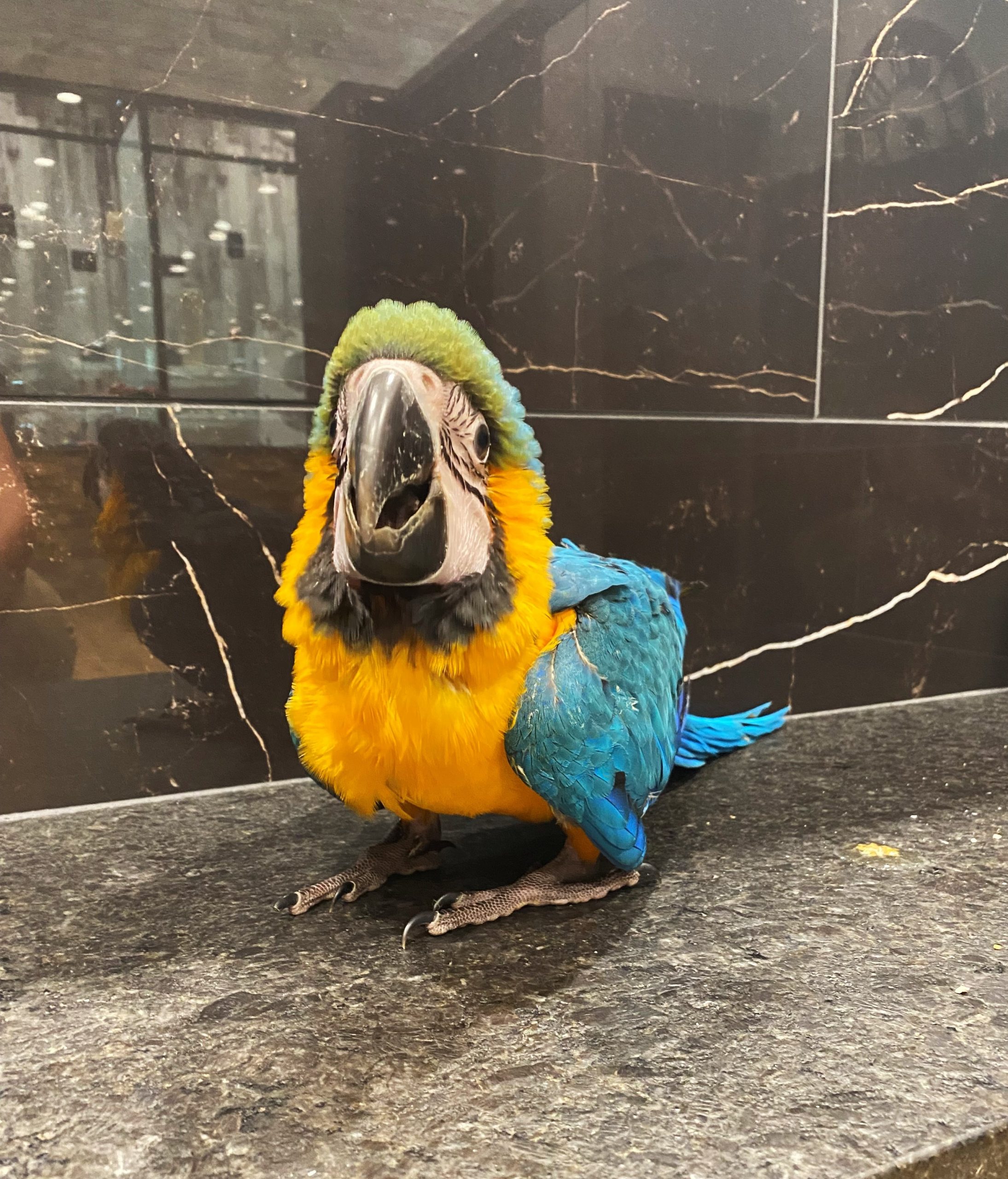 Blue and Gold Macaw