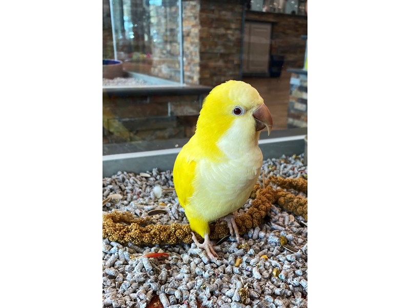 Quaker Parrot