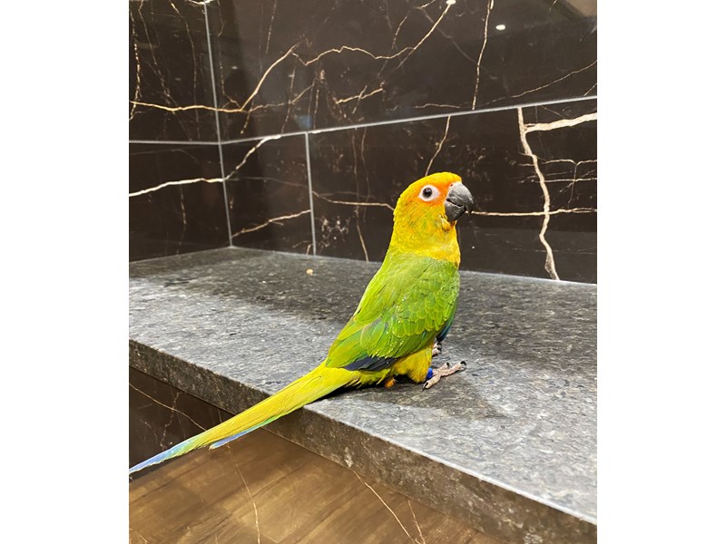 Sun Conure