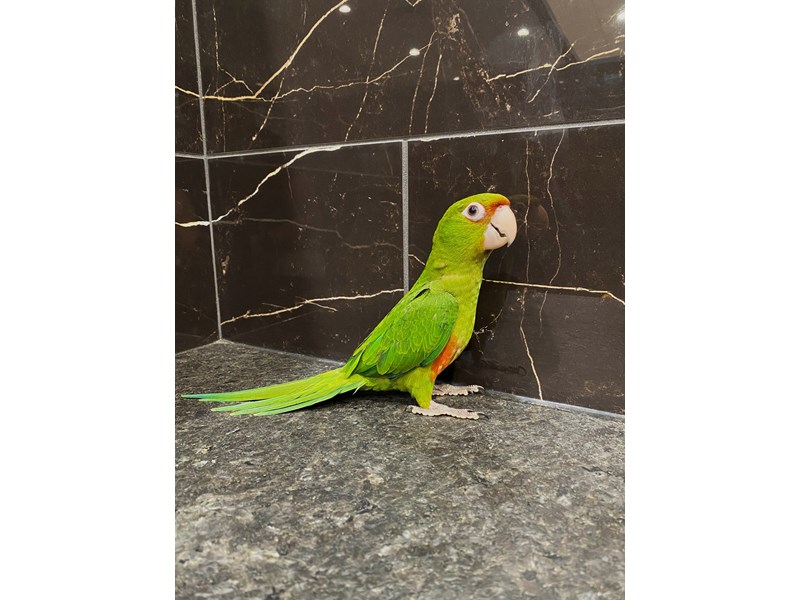 CHERRYHEAD SUN CONURE