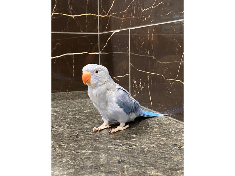 Blue Indian Ringneck