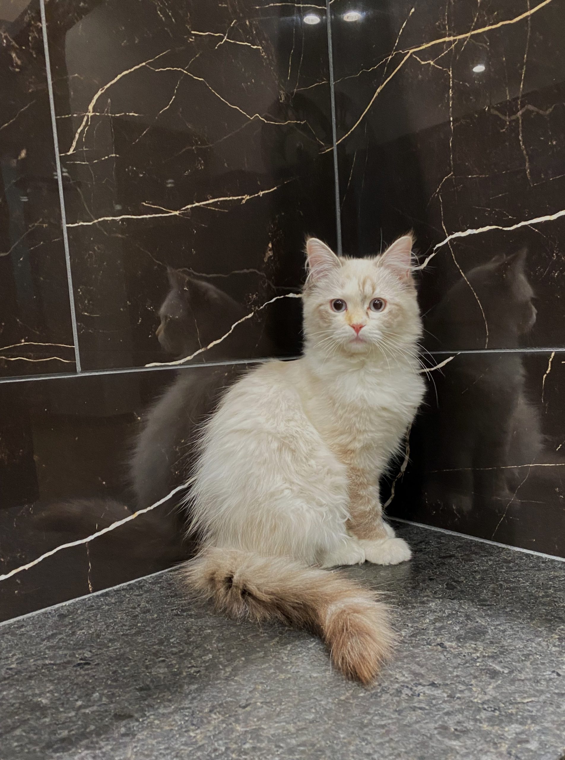 Ragdoll – Asola