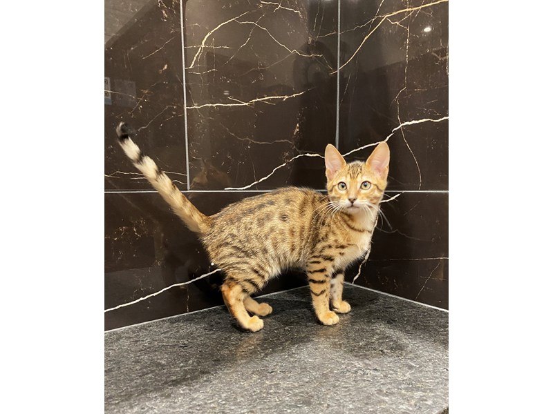 Savannah Cat