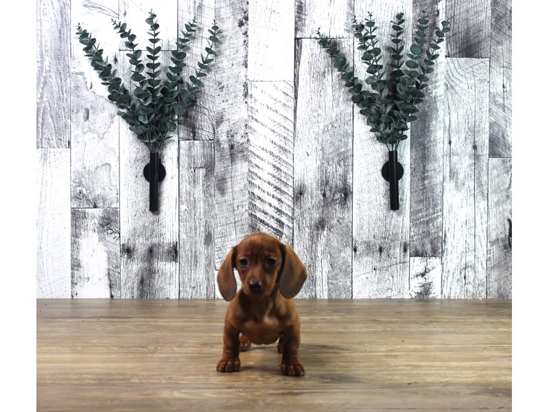 Dachshund