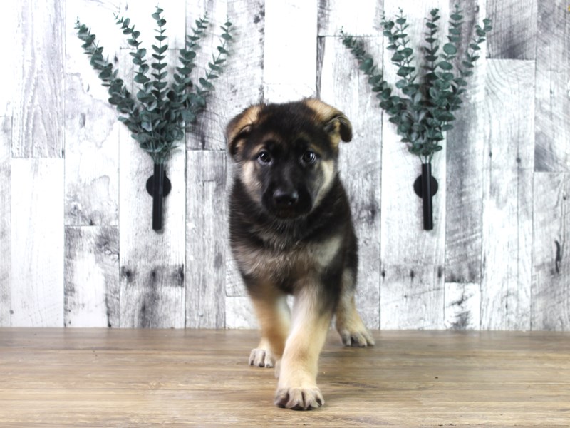 German Shepherd Dog