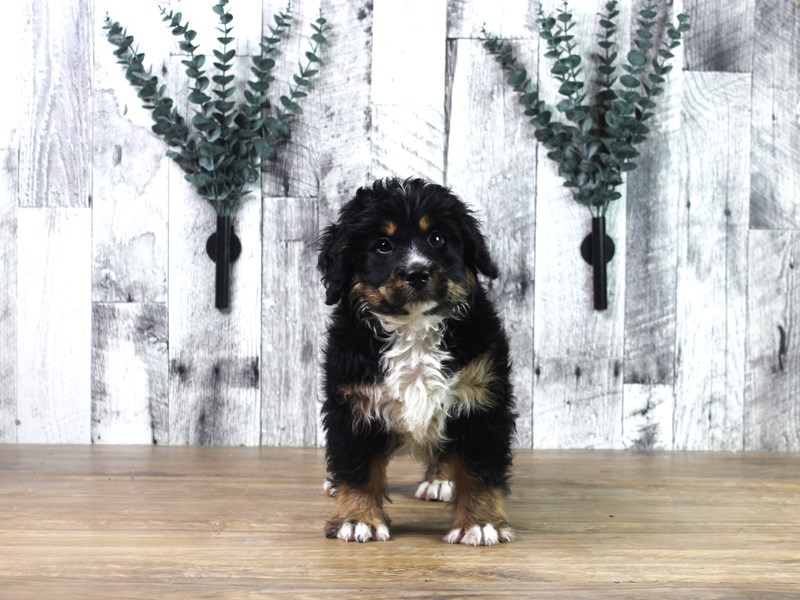 Mini Bernadoodle