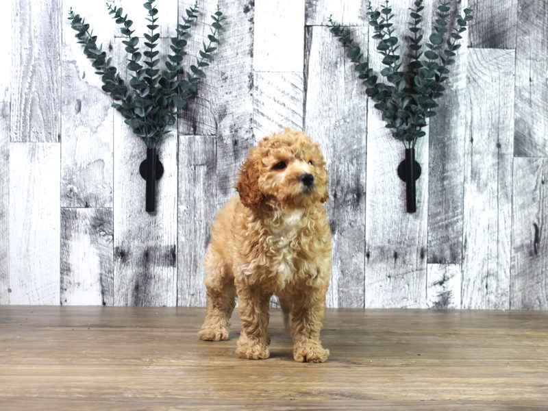 Mini Goldendoodle