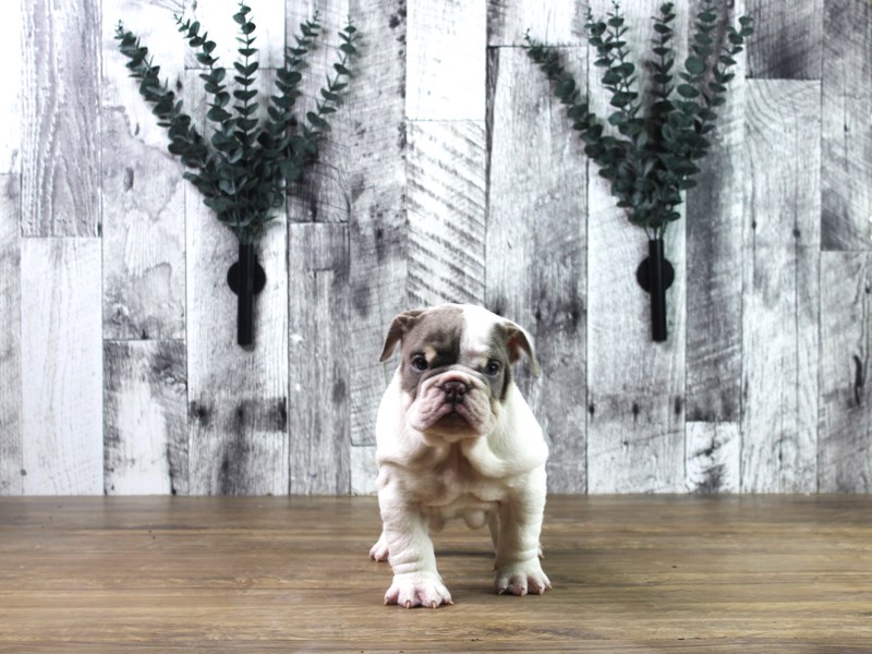 English Bulldog
