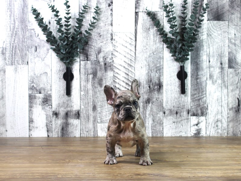 French Bulldog