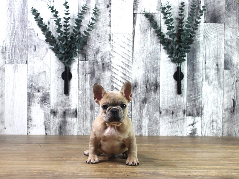 French Bulldog