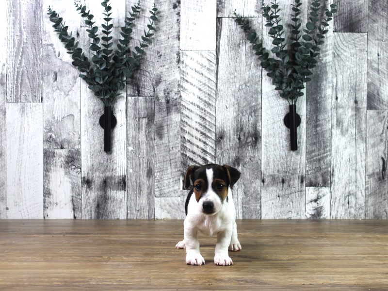 Jack Russell Terrier