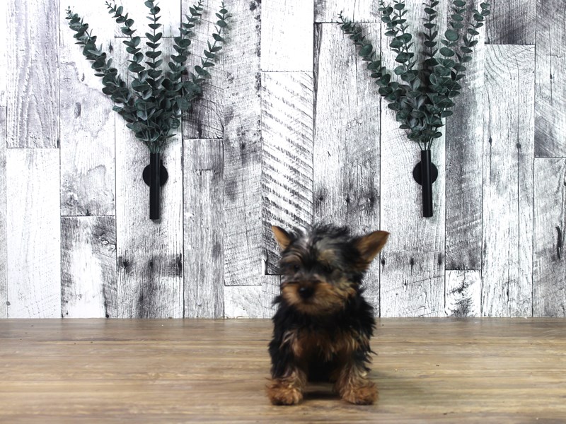 Silky Terrier
