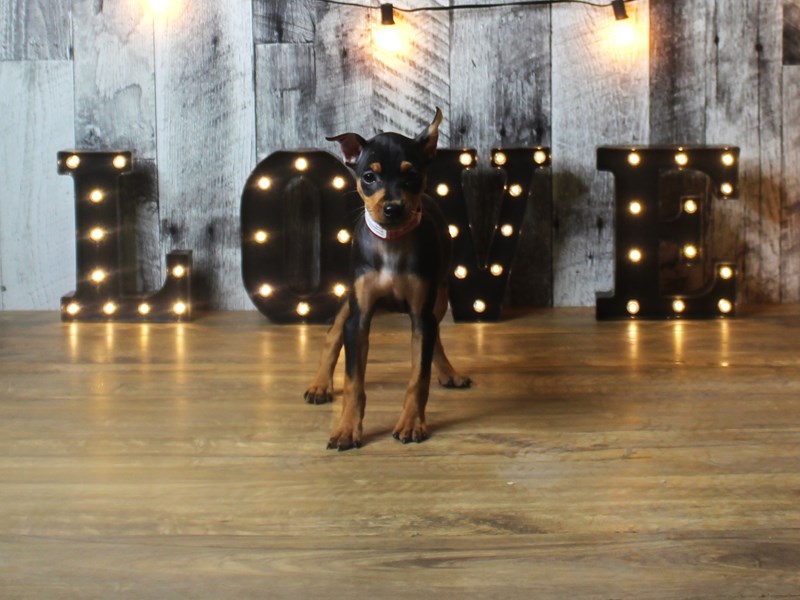 Miniature Pinscher