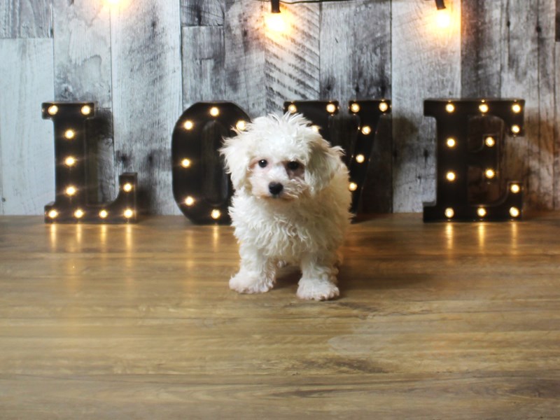 Bichon Frise