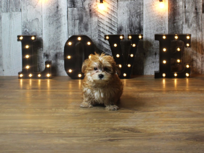Morkie