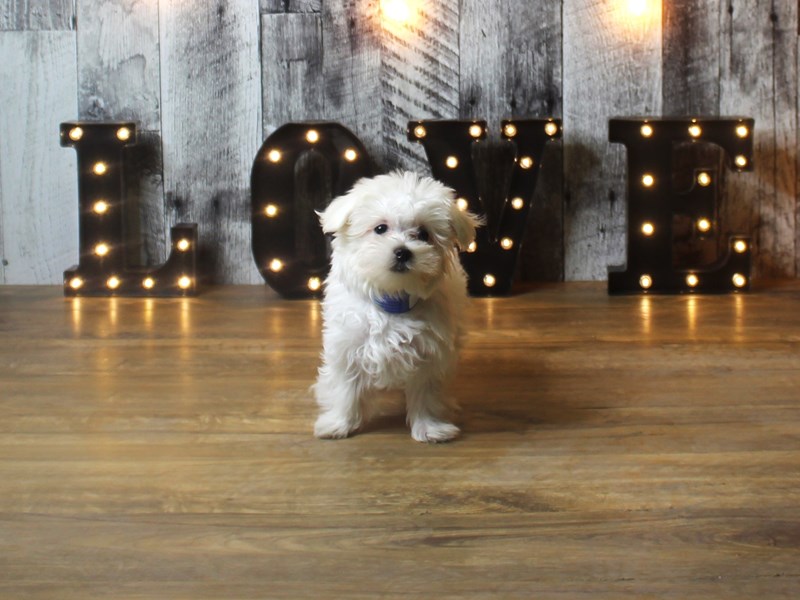 Maltese