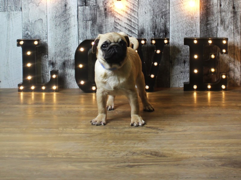 Pug
