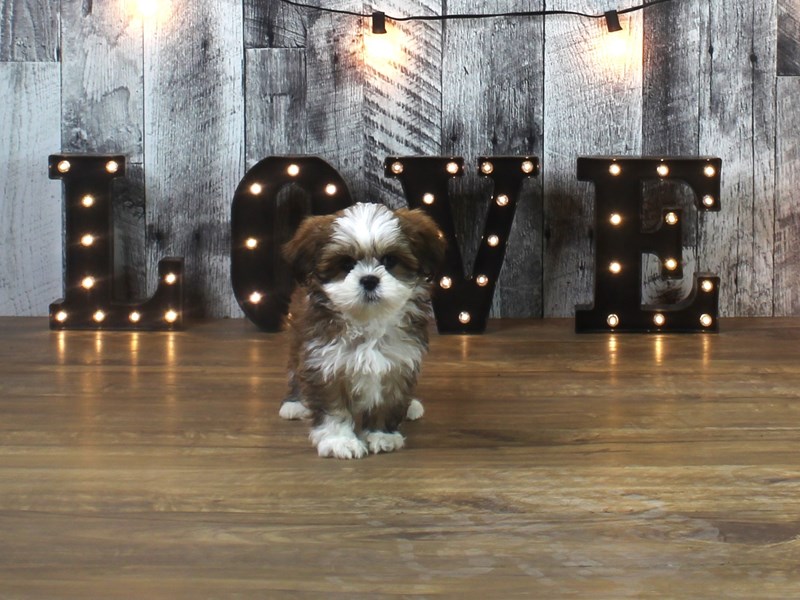 Lhasa Apso