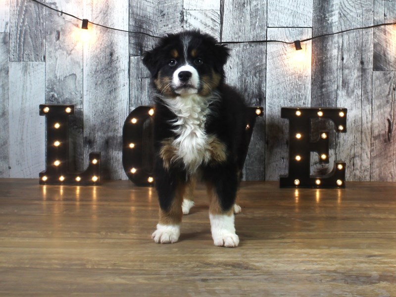 Australian Shepherd – Zuke