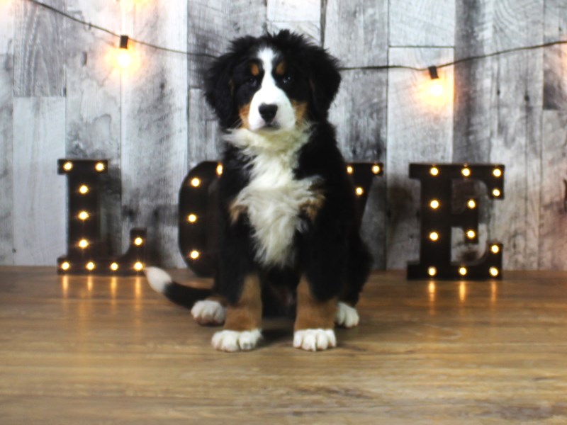 Bernese Mountain Dog