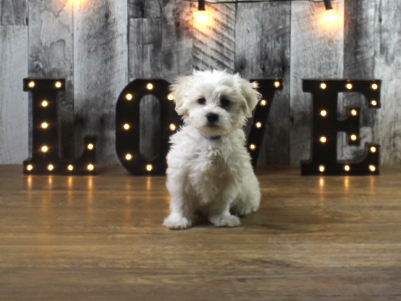 Coton De Tulear