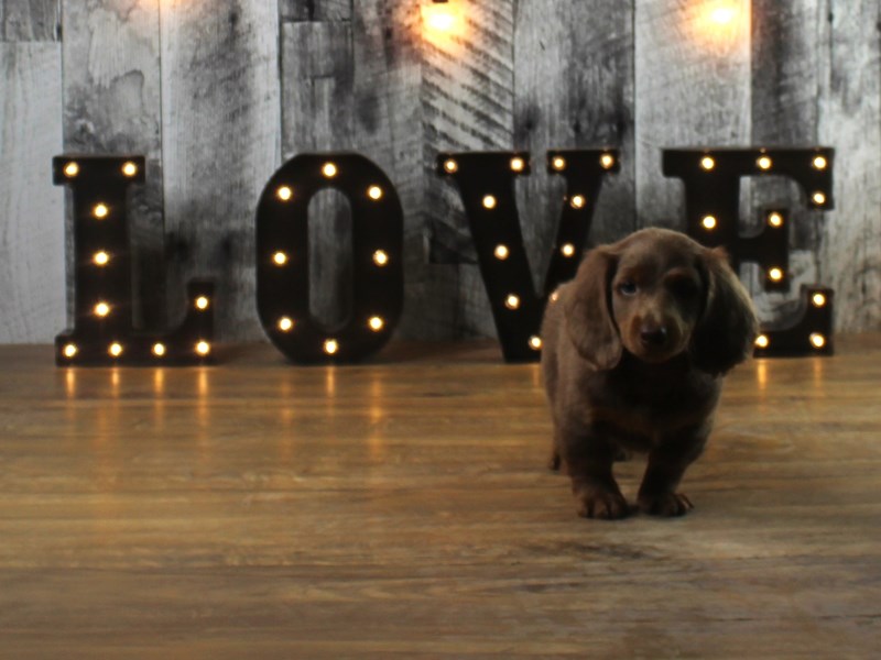 Dachshund – Brownie