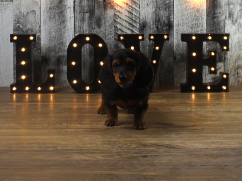 Dachshund