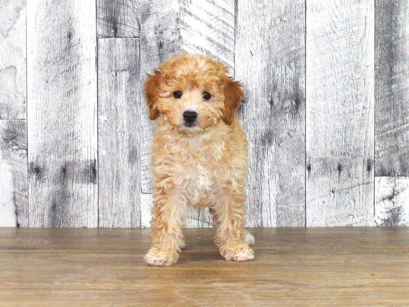 Mini Goldendoodle