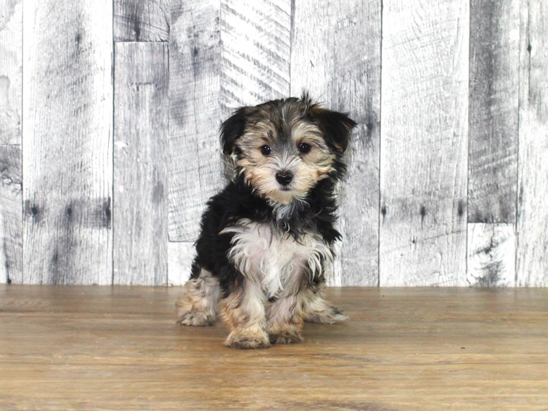 Morkie