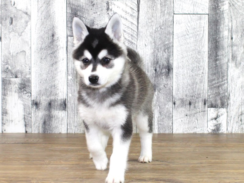 Alaskan Klee Kai