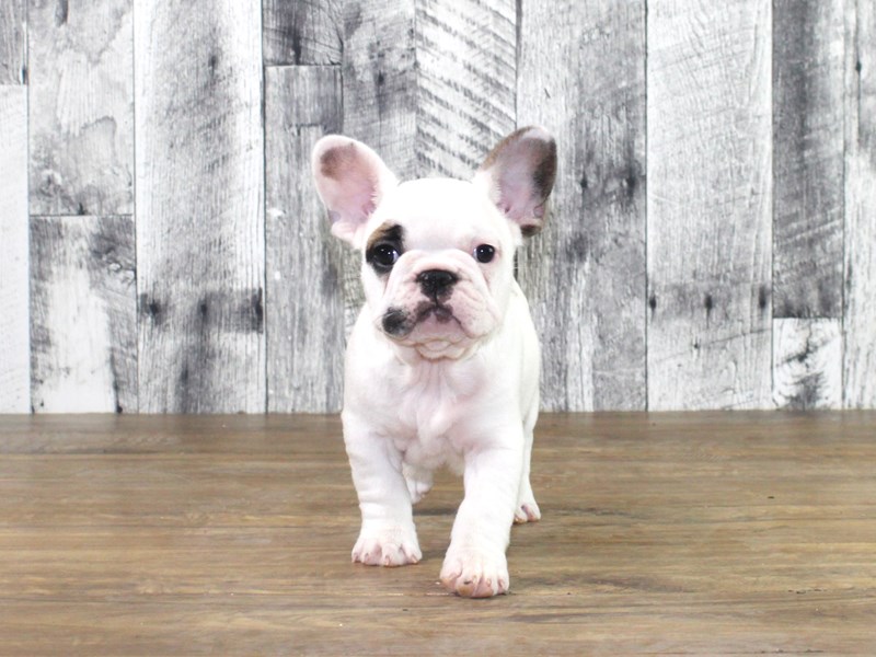 French Bulldog