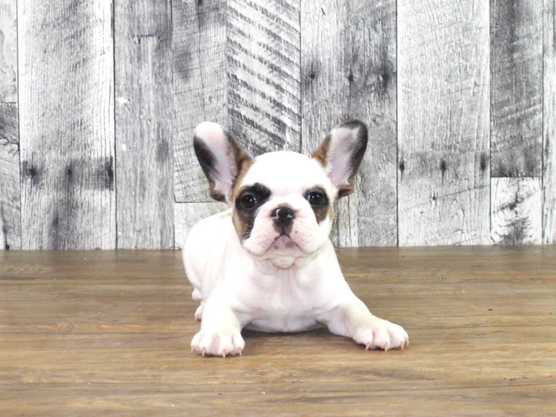 French Bulldog