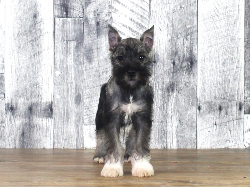 Miniature Schnauzer