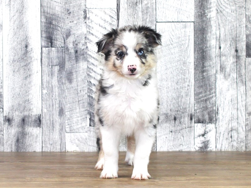 Miniature American Shepherd – BLUE