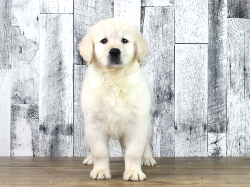 Golden Retriever – Oscar